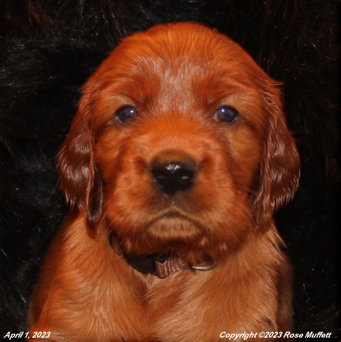 Taffy's Puppies