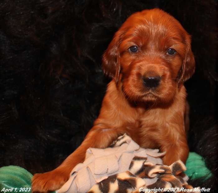 Taffy's Puppies