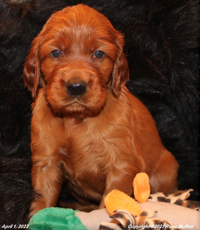 Taffy's Puppies