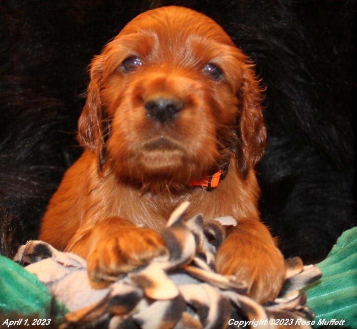 Taffy's Puppies