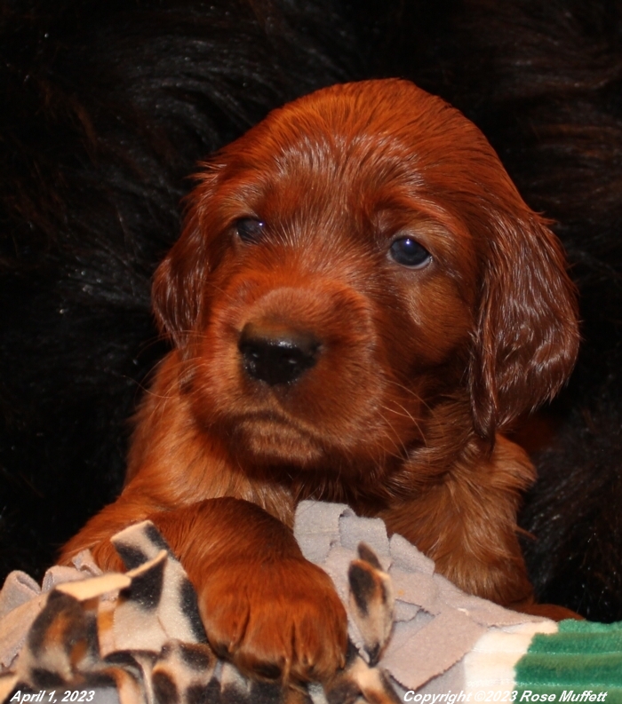 Taffy's Puppies