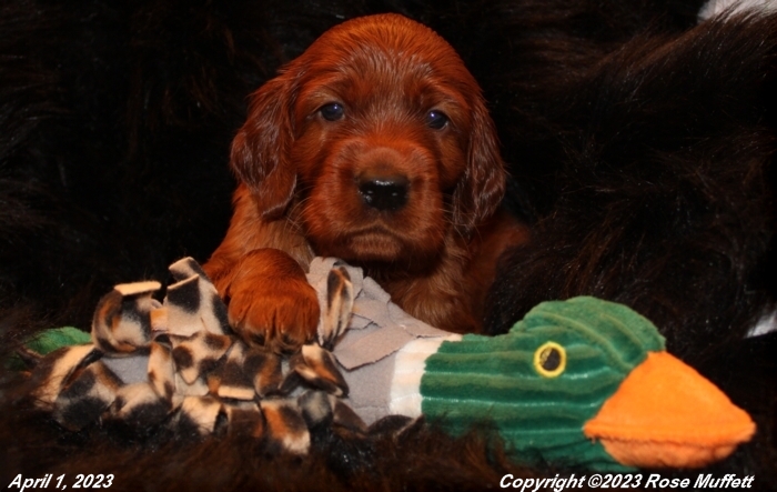 Taffy's Puppies