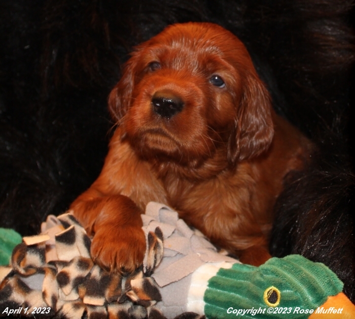 Taffy's Puppies