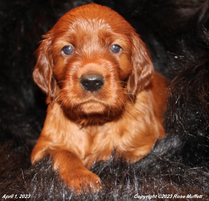 Taffy's Puppies