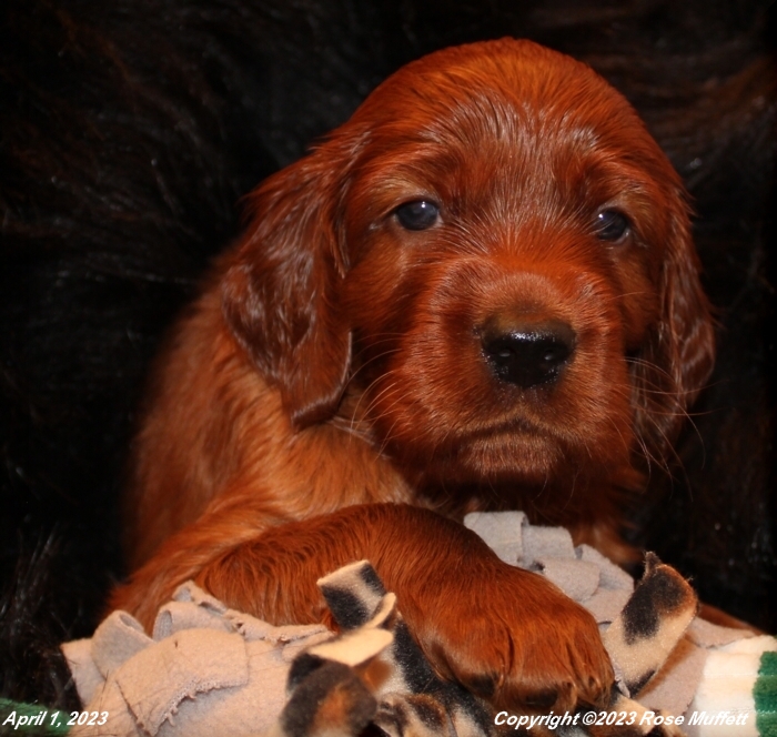 Taffy's Puppies