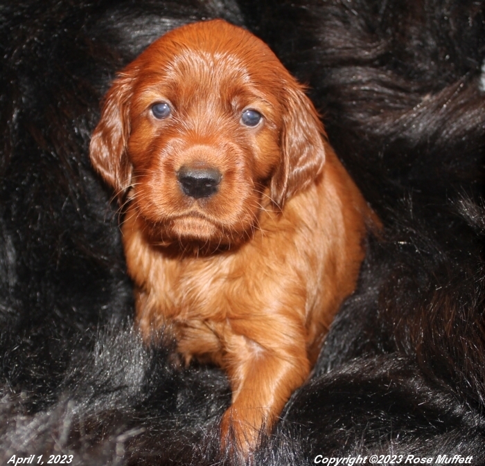 Taffy's Puppies