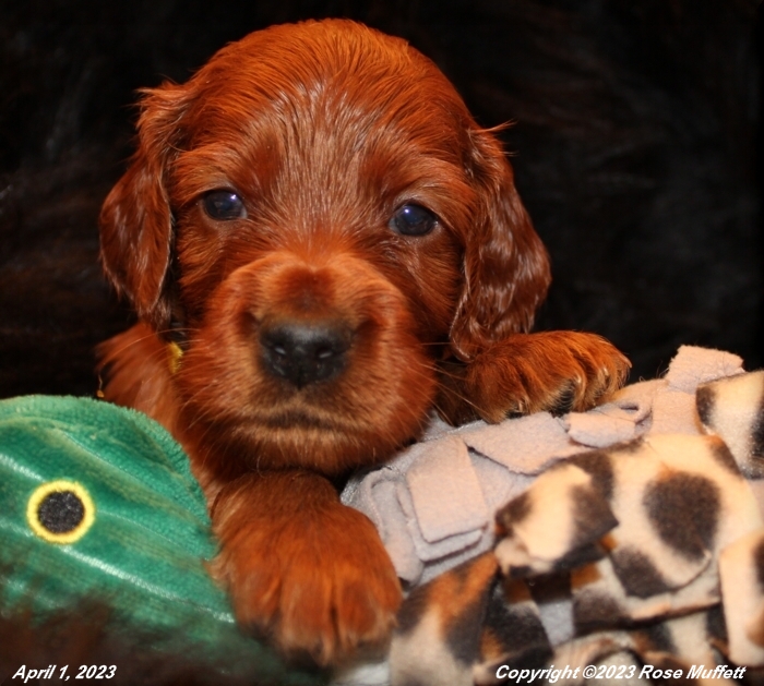 Taffy's Puppies