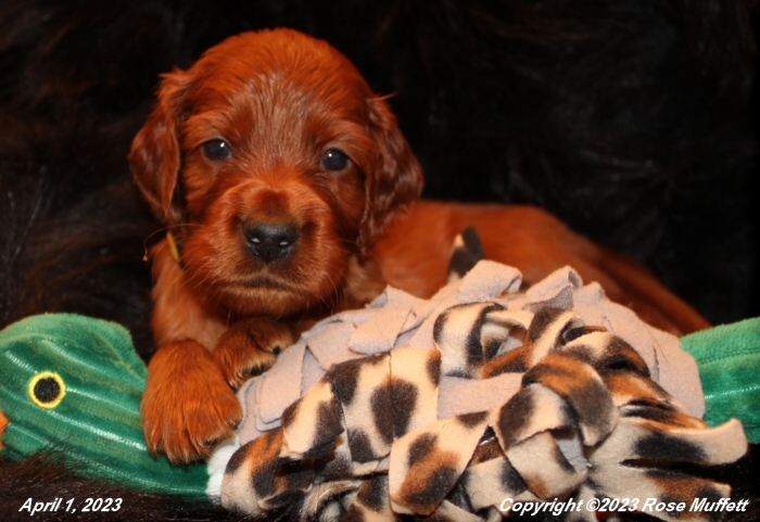 Taffy's Puppies