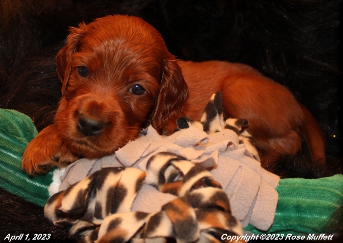 Taffy's Puppies