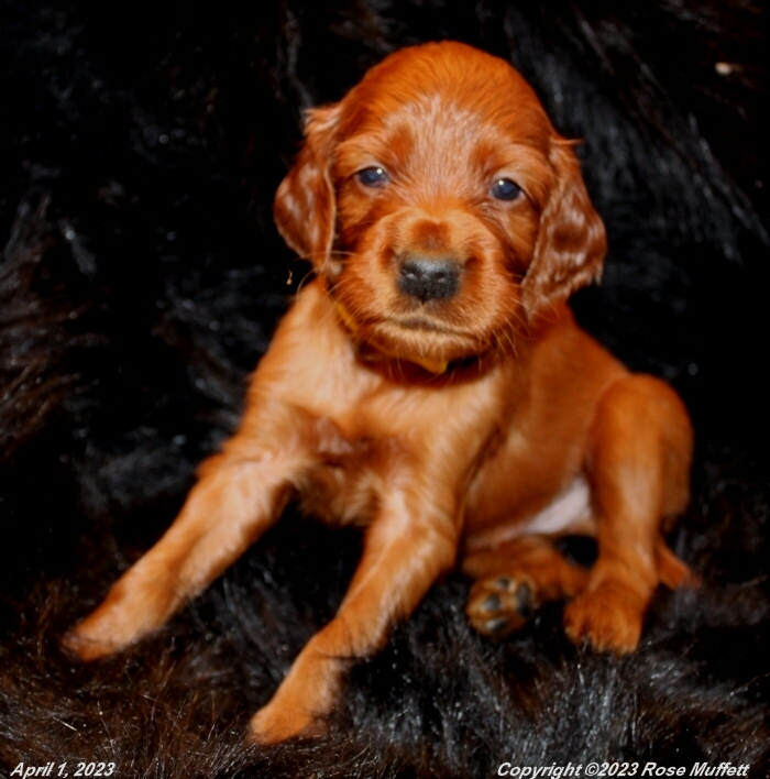 Taffy's Puppies
