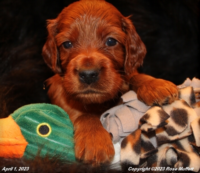 Taffy's Puppies