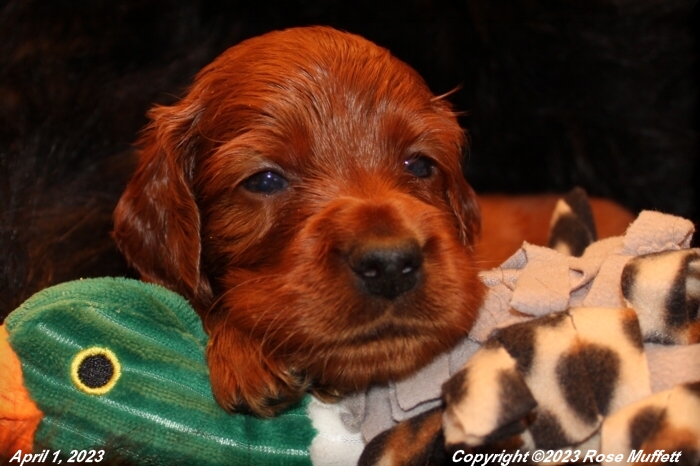 Taffy's Puppies