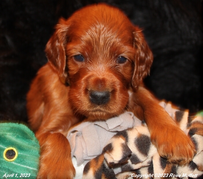 Taffy's Puppies