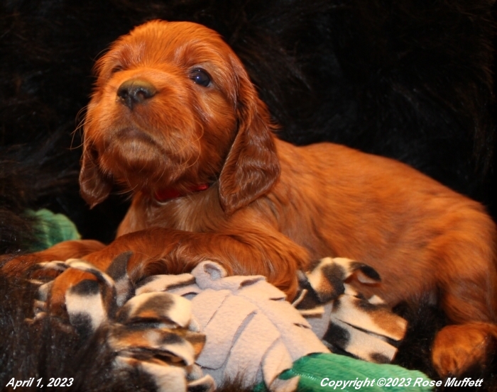 Taffy's Puppies