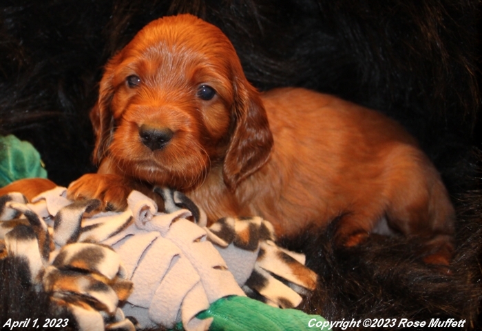 Taffy's Puppies