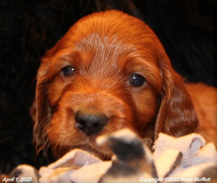 Taffy's Puppies
