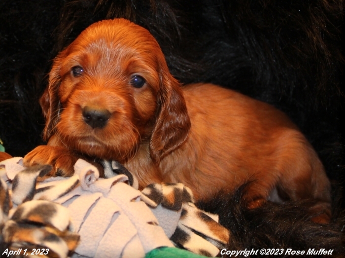 Taffy's Puppies