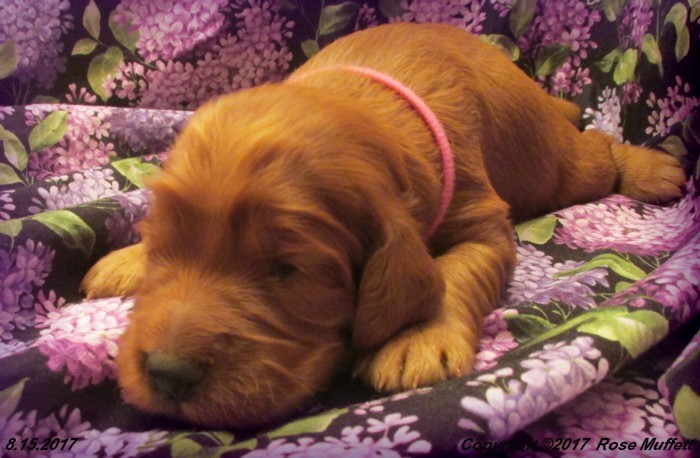 Tina's Puppies