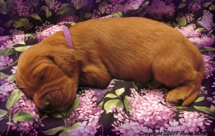 Tina's Puppies