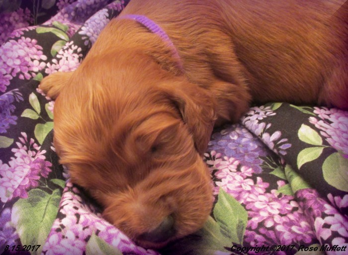 Tina's Puppies