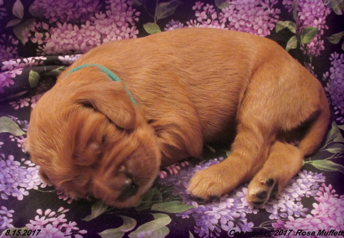 Tina's Puppies