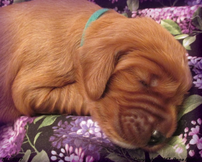 Tina's Puppies