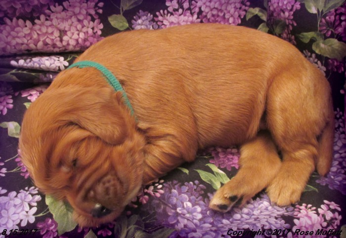 Tina's Puppies
