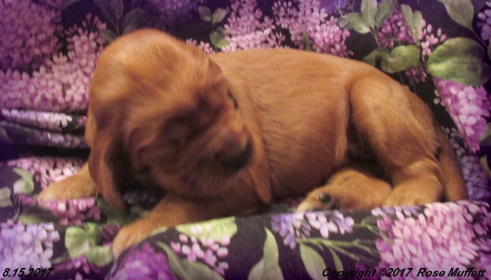 Tina's Puppies