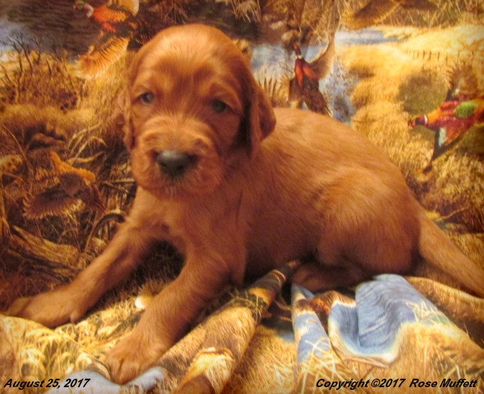 Tina's Puppies