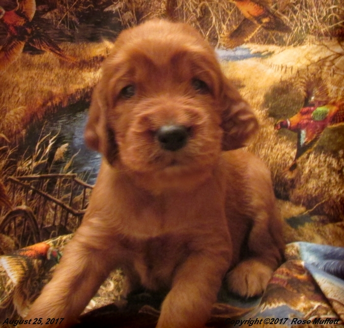 Tina's Puppies