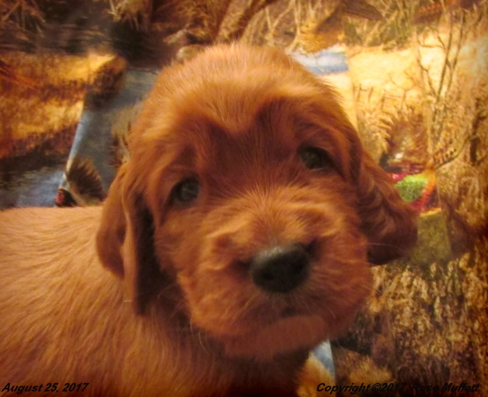 Tina's Puppies