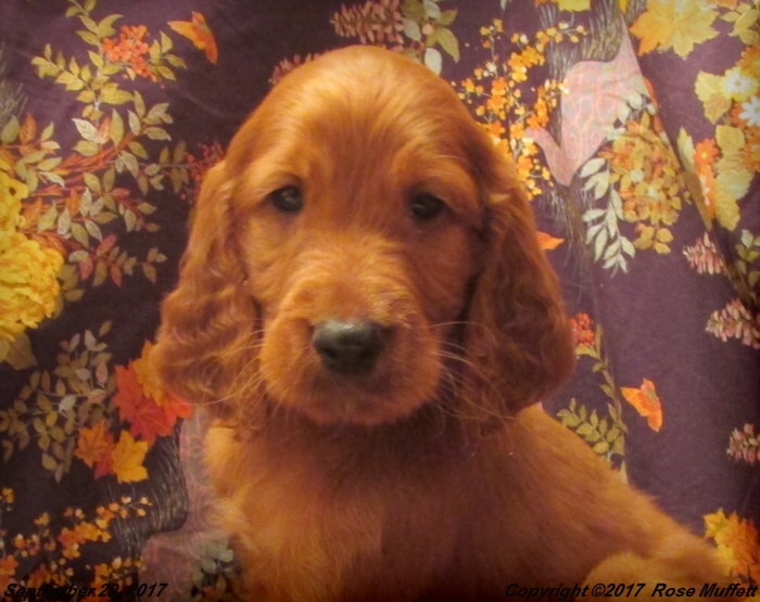 Tina's Puppies