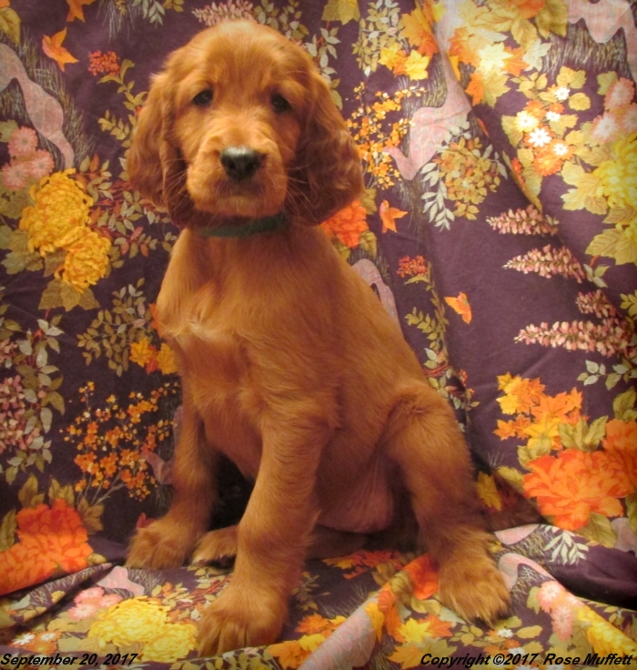 Tina's Puppies