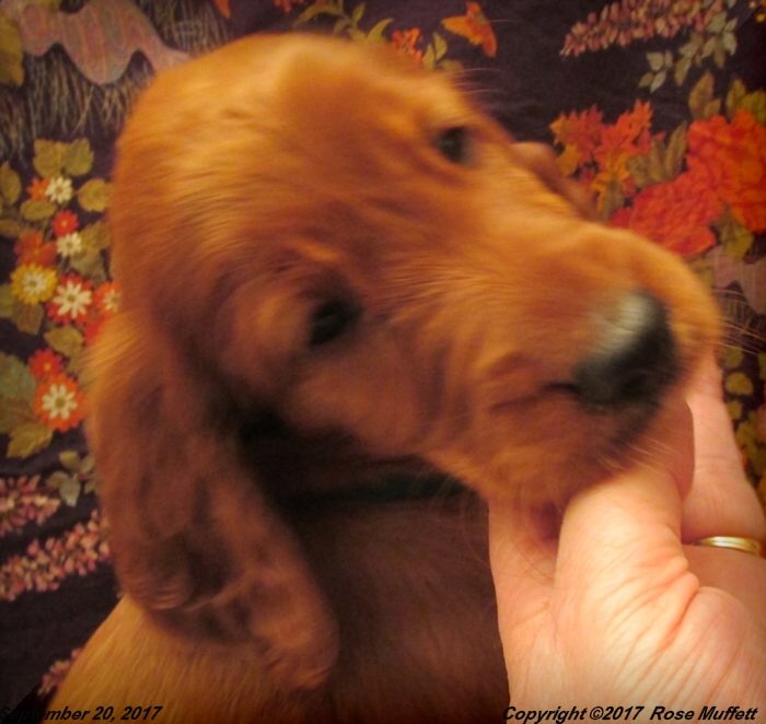 Tina's Puppies