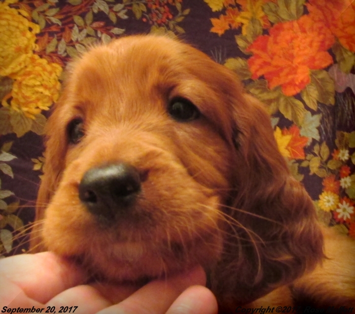 Tina's Puppies