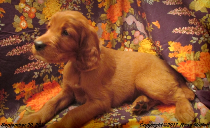 Tina's Puppies