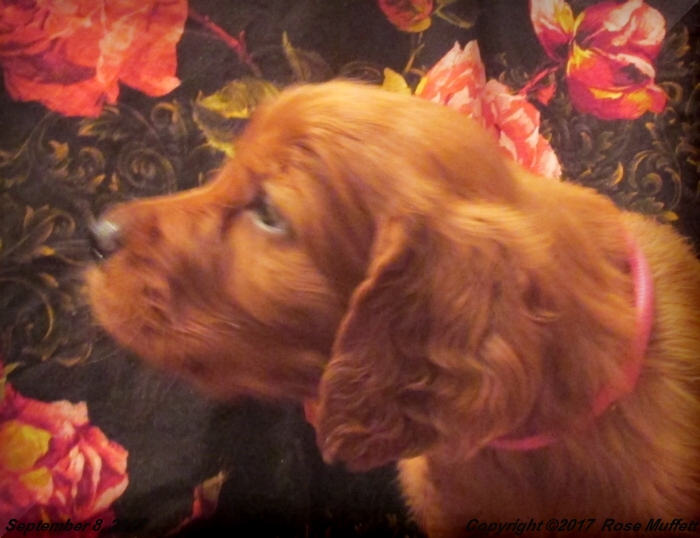 Tina's Puppies