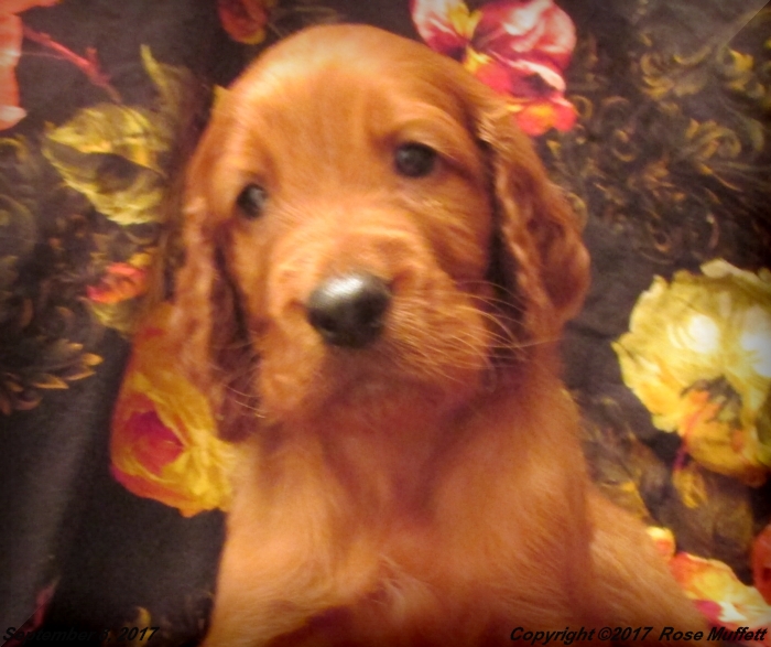 Tina's Puppies