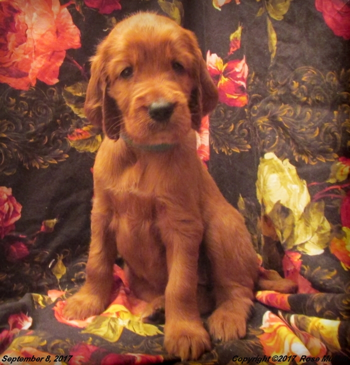 Tina's Puppies