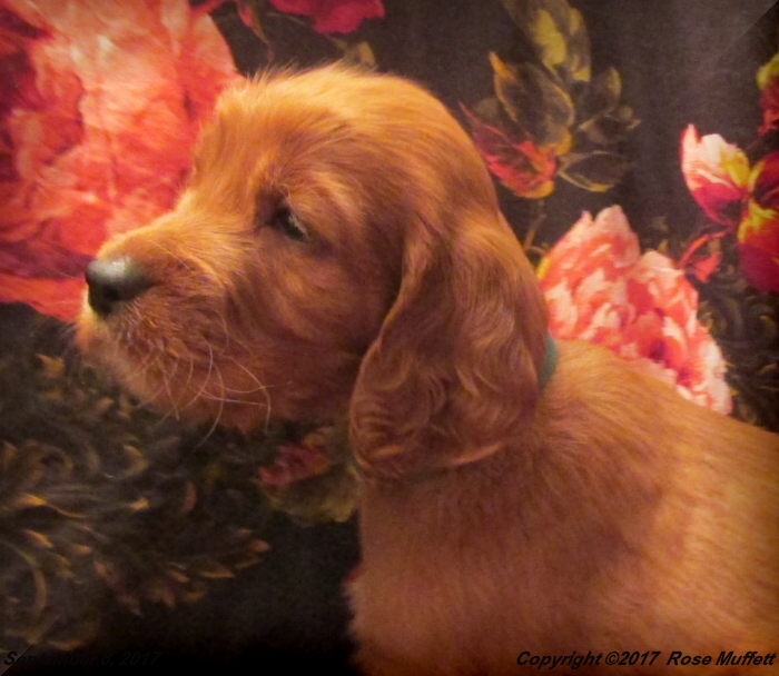 Tina's Puppies