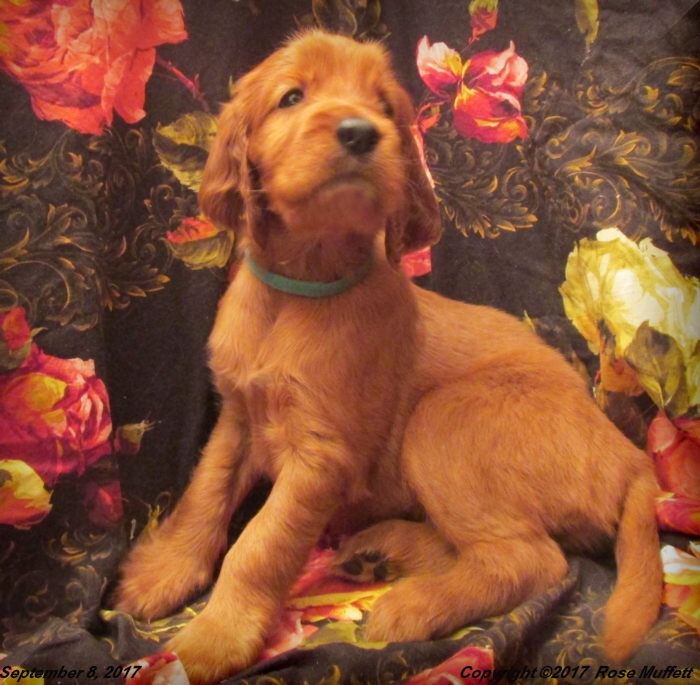 Tina's Puppies