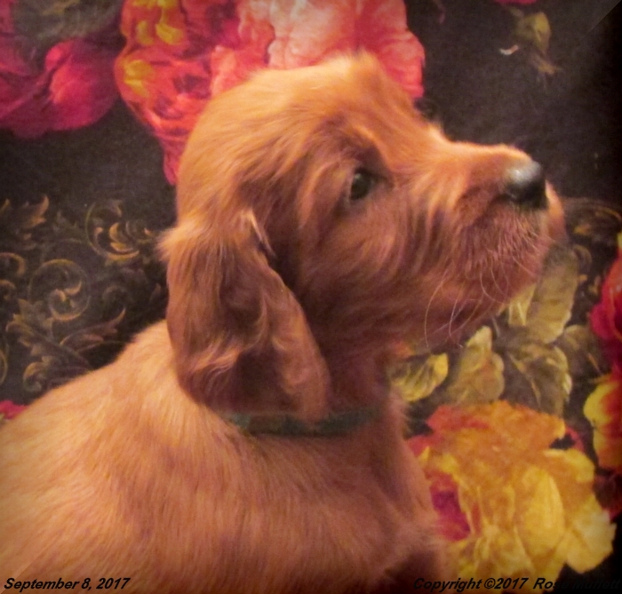 Tina's Puppies