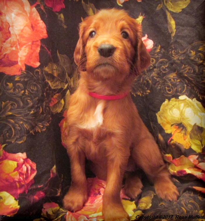 Tina's Puppies