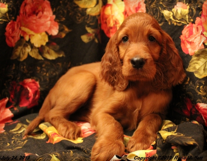 Tina's Puppies