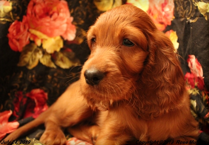 Tina's Puppies