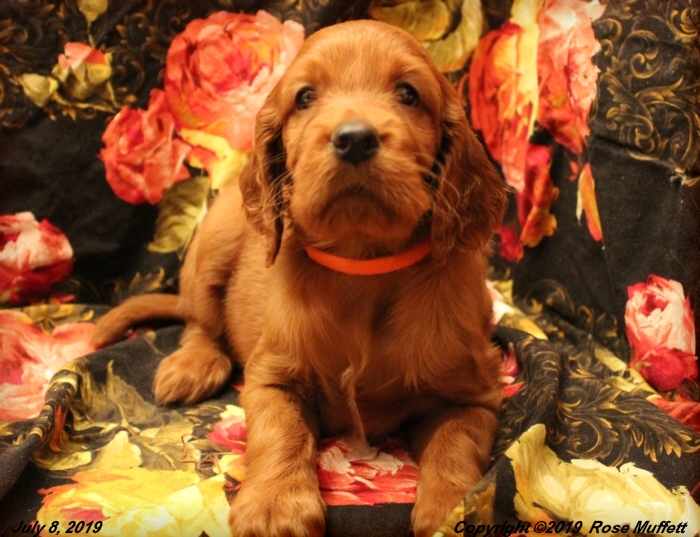 Tina's Puppies