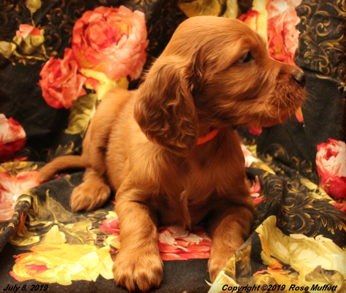 Tina's Puppies